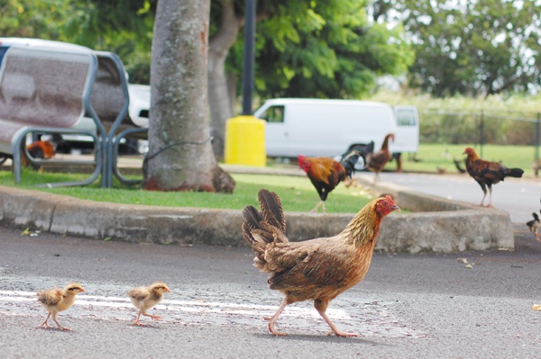 Why Are There So Many Chickens in Hawaii