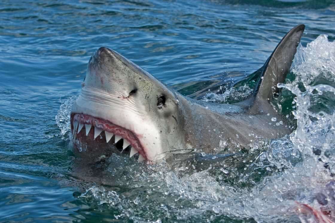 What You Need to Know About Shark Attacks Hawaii