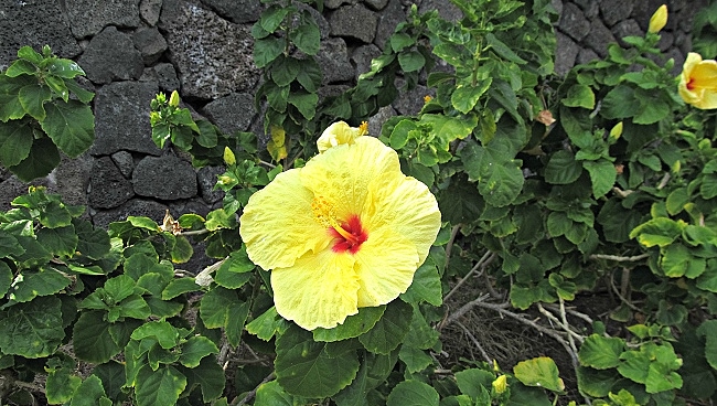 What is the State Flower of Hawaii?