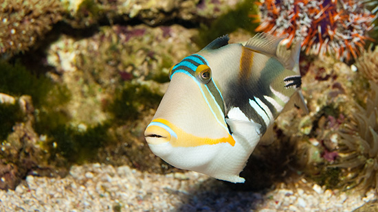 The State Fish of Hawaii: A Colorful Journey Under the Sea