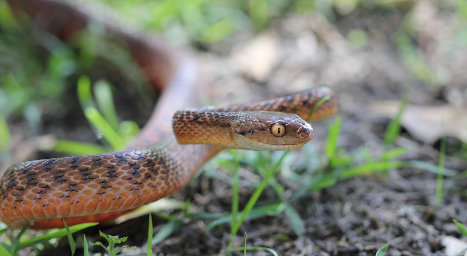 Are There Snakes in Hawaii? Unraveling the Myths and Facts